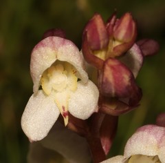 Disa uncinata