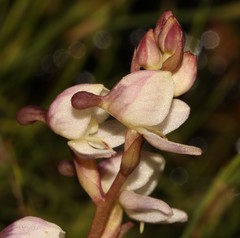 Disa uncinata