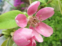 Pseudocydonia sinensis