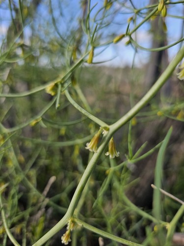 Asparagus persicus, photograph 1