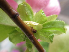 Pseudocydonia sinensis