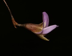 Psoralea cataracta