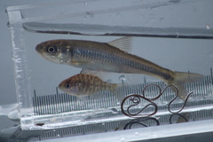 Lepomis gibbosus