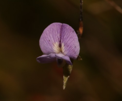Image of Psoralea cataracta by (c) Brian du Preez, some rights reserved (CC BY-SA)
