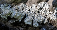 Physconia americana