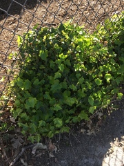 Hedera helix