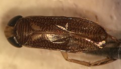 Trichocorixa minima