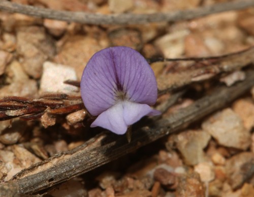 Image of Psoralea cataracta by (c) Brian du Preez, some rights reserved (CC BY-SA)