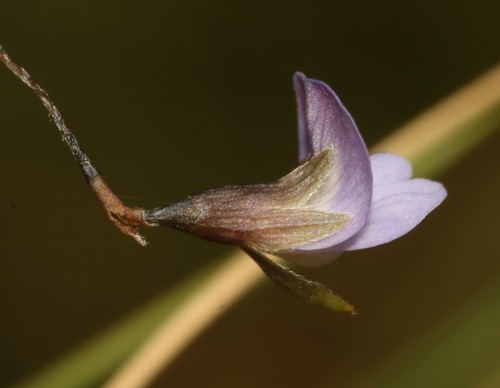 Image of Psoralea cataracta by (c) Brian du Preez, some rights reserved (CC BY-SA)