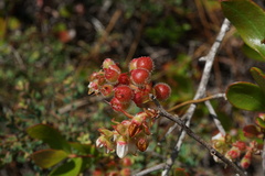 Gaylussacia mosieri