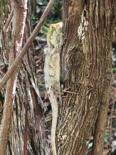 Enyalius bibronii
