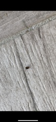 Coleoptera