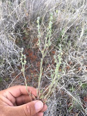 Lappula occidentalis cupulata