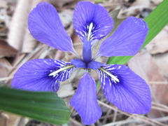 Iris rossii