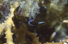 Roboastra gracilis