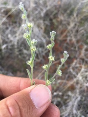 Lappula occidentalis cupulata