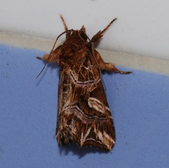 Callopistria exotica