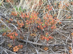 Androsace occidentalis