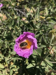 Tropinota squalida