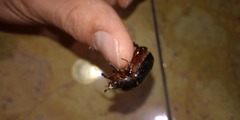 Xyloryctes