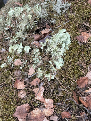 Arctic Kidney Lichen
