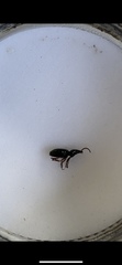 Coleoptera