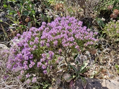 (c) ahabo, some rights reserved (CC BY) Thymus camphoratus, photograph (c) ahabo, some rights reserved (CC BY)