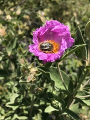 Tropinota squalida