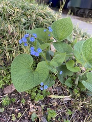 Brunnera macrophylla