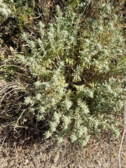 Teucrium vincentinum, photograph (c) ahabo, some rights reserved (CC BY)
