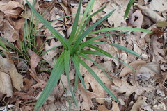 Carex blanda