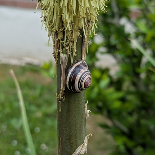 Cepaea nemoralis
