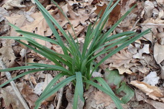 Carex blanda