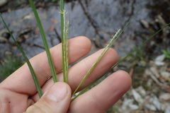 Carex debilis