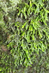 Grammitis stenophylla