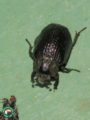 Omorgus melancholicus