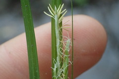 Carex debilis