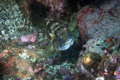 Sebastes chrysomelas