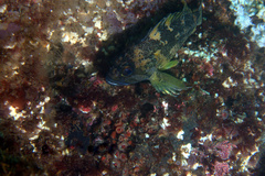 Sebastes chrysomelas