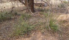Yucca campestris