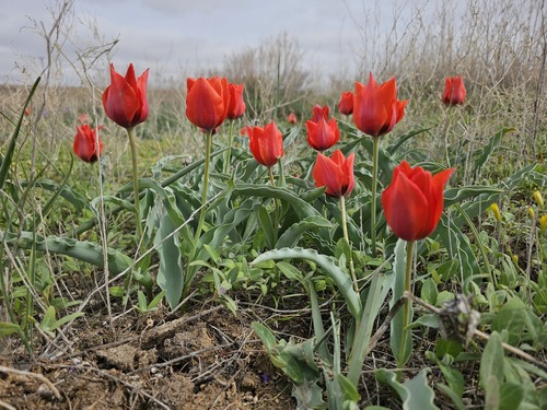 Tulipa alberti, photograph 6