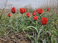 Tulipa alberti, photograph (c) Yeskendir Satekov, some rights reserved (CC BY)