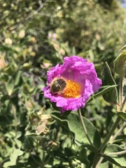 Tropinota squalida