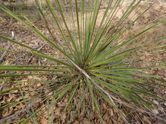 Yucca campestris