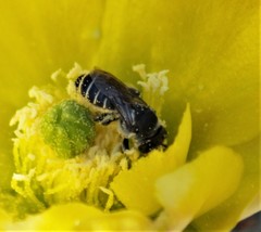 Anthophila