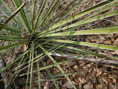 Yucca campestris