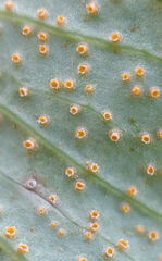 Uromyces ari-triphylli