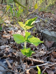 Uromyces ari-triphylli