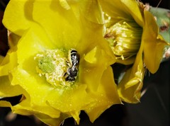 Anthophila
