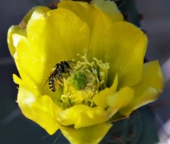 Anthophila